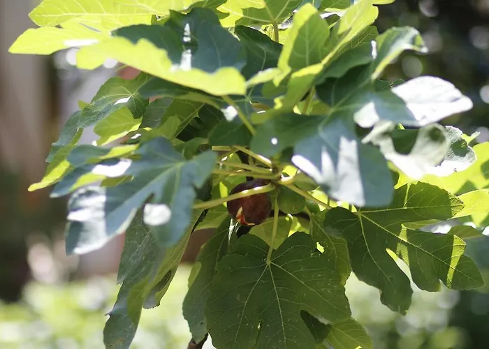 Magnolia Bed & Breakfast Morciano di Leuca