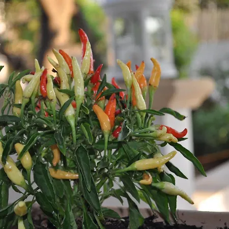 Frühstückspension Magnolia Morciano di Leuca