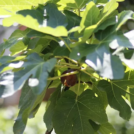 Magnolia Frühstückspension Morciano di Leuca