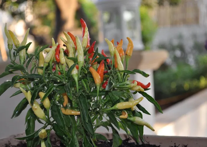 住宿加早餐酒店 Magnolia 莫尔恰诺迪莱乌卡